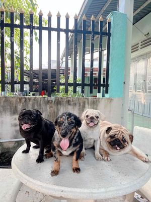 Chó Pug Trắng - Đen - Kem. Mua bán Chó tại Thành phố Thủ Dầu Một Bình Dương được đăng bởi Phúc