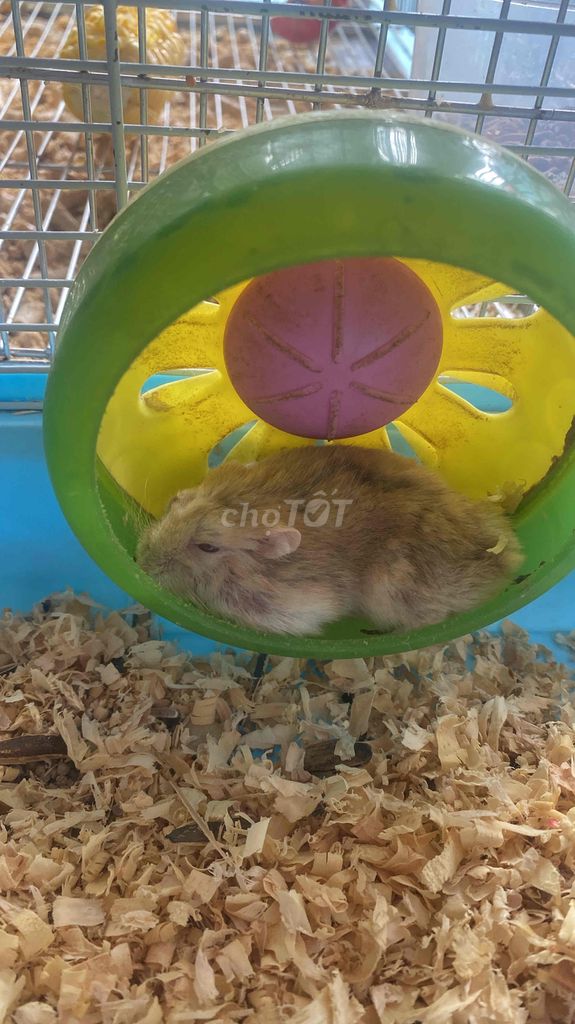 cần tặng chuột hamster