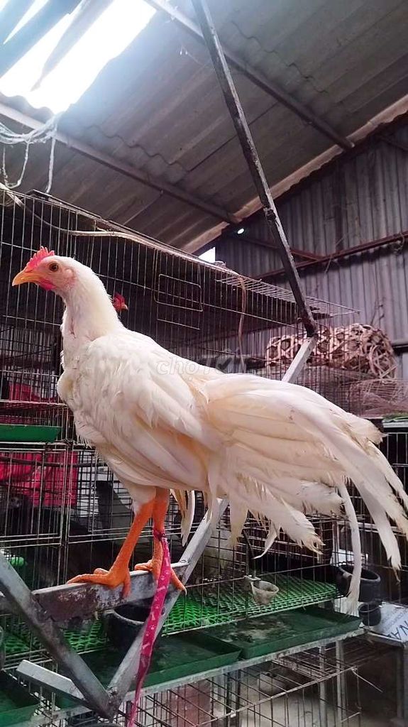 Gà onagadori đuôi dài. Mua bán Gà tại Huyện Đông Anh Hà Nội được đăng bởi Trại Gà Hà Nội hình 1