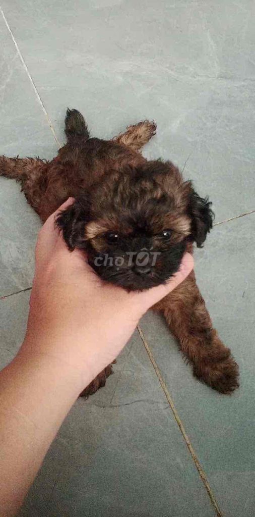 cần bán em chó poodle. Mua bán Chó tại Quận Gò Vấp Tp Hồ Chí Minh được đăng bởi Thuong hình 1