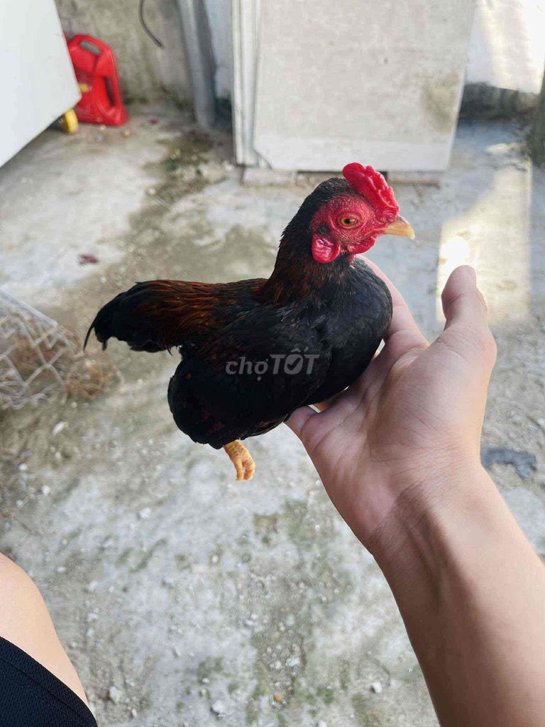 Gà tre Bắc cộc mini 1.5 tháng đã biết gáy tete. Mua bán Gà tại Quận Ninh Kiều Cần Thơ được đăng bởi Vinh tre bắc hình 1