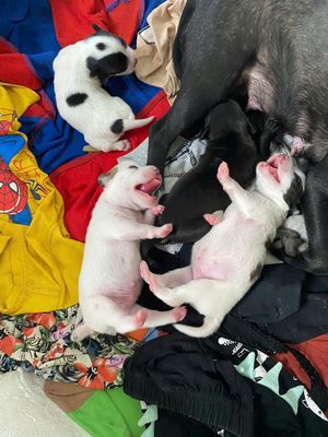 Chó cỏ lùn cả hai