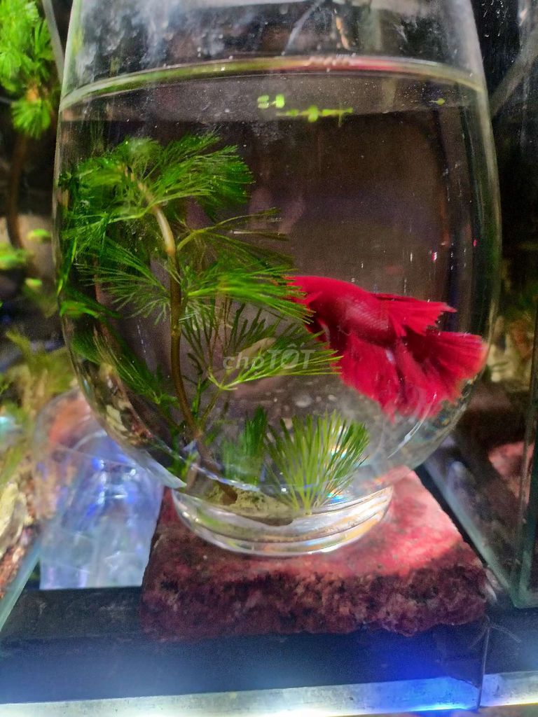 Cá Betta Đỏ Khỏe mạnh+bình nuôi. Mua bán Thú cưng khác tại Huyện Đông Anh Hà Nội được đăng bởi Ngư Vịnh  hình 1