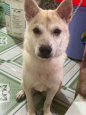 Em tìm ba mẹ cho bé ạ. Mua bán Chó tại Huyện Châu Thành An Giang được đăng bởi Ngô T Ngọc Thường