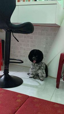 Chó Poodle cái Đen trắng