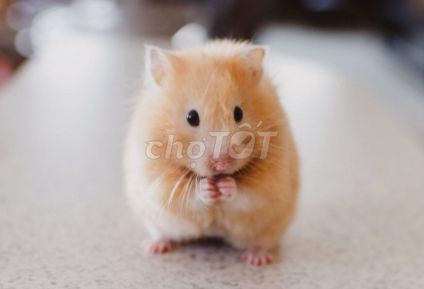 chuột hamster nhà đẻ còn 2 bé màu cam pha trắng