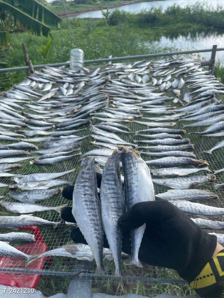 KHÔ CÁ THU NGUYÊN CON MUỐI MẶN VỪA ĂN 500G TTS. Mua bán Đồ ăn, thực phẩm và các loại khác tại Huyện Thạnh Phú Bến Tre được đăng bởi Siêu thị Anh Tú 88 hình 1