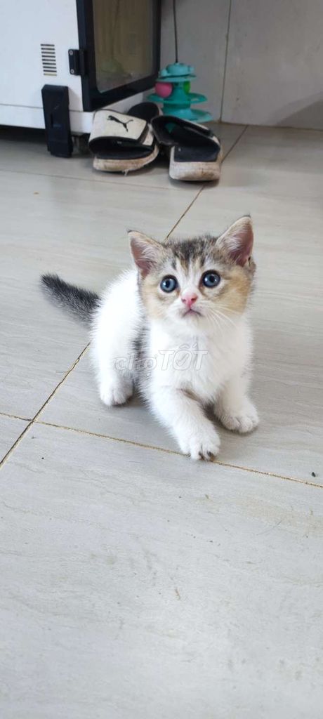 Ở đây có nhỏ mèo lùn cái. Mua bán Mèo tại Thành phố Thủ Đức Tp Hồ Chí Minh được đăng bởi Thanh Liêm hình 3