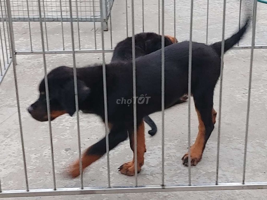 Rottweiler Baby.. Mua bán Chó tại Thành phố Phan Thiết Bình Thuận được đăng bởi Nhân Rottweiler  hình 2