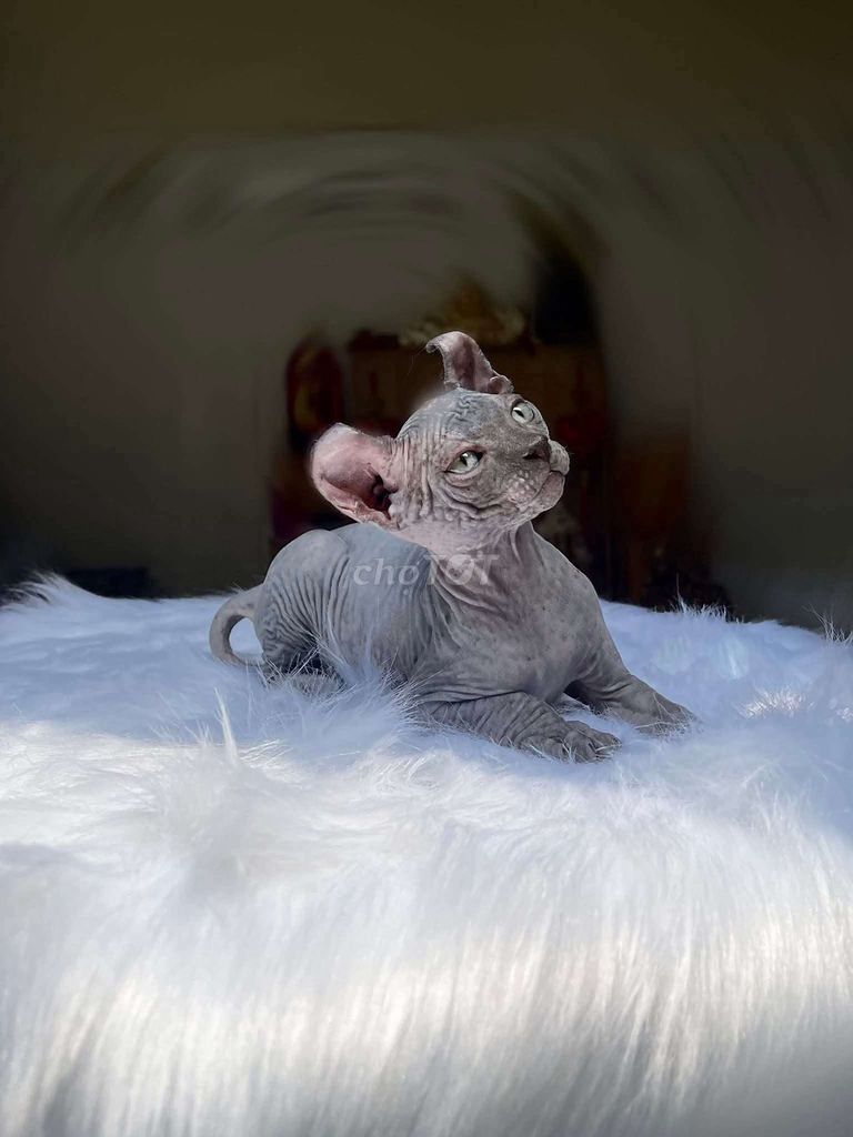 Mèo Ai Cập sphynx chân lùn chân cao nhà nuôi. Mua bán Mèo tại Thành phố Thủ Đức Tp Hồ Chí Minh được đăng bởi Âu Minh Huy hình 1