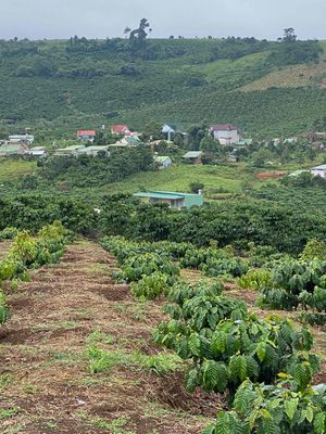 cần bán vườn cà phê ngay giữa trung tâm xã Lộc Bao