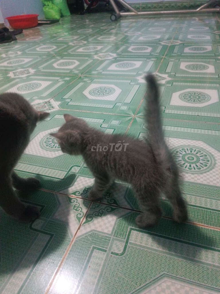 Mèo Anh lai Ta Xám. Mua bán Mèo tại Huyện Vĩnh Cửu Đồng Nai được đăng bởi KT Vũ hình 1