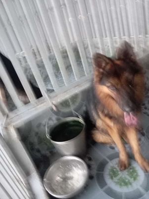 Chó Becgie Đức đực 15 tháng