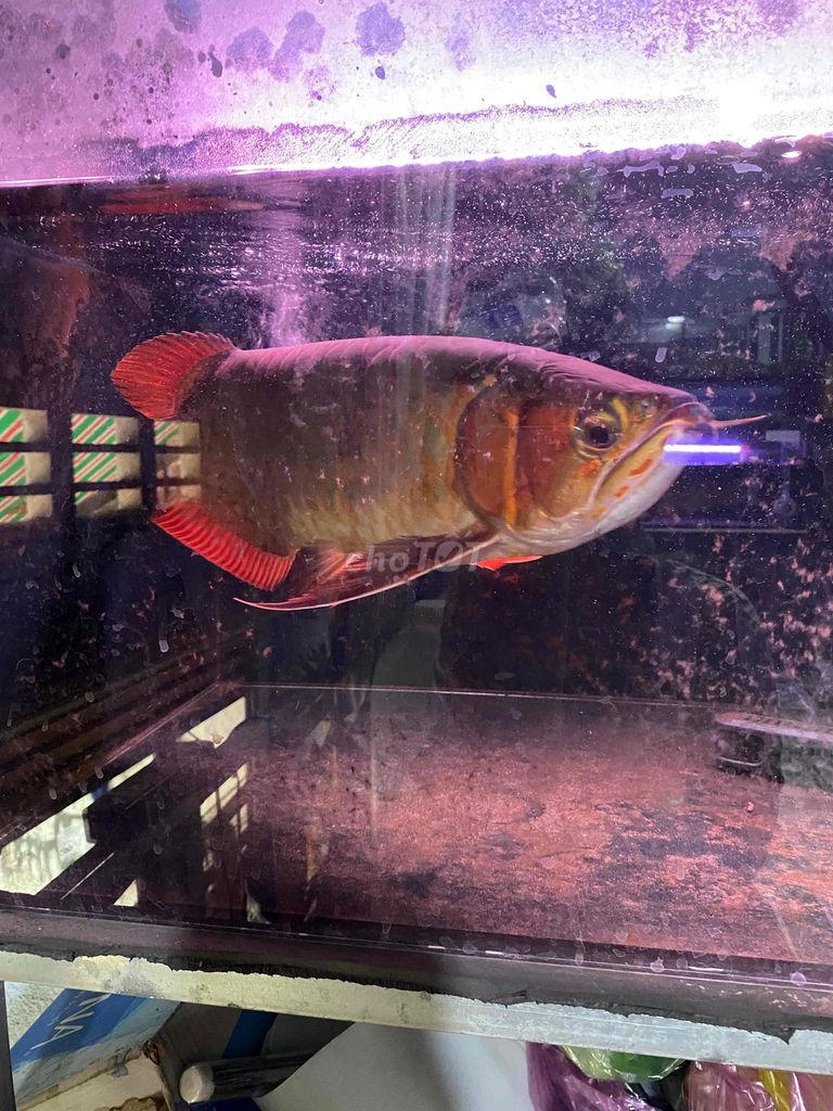 cá huyết long. Mua bán Thú cưng khác tại Thị xã Tân Uyên Bình Dương được đăng bởi Khoa hình 1