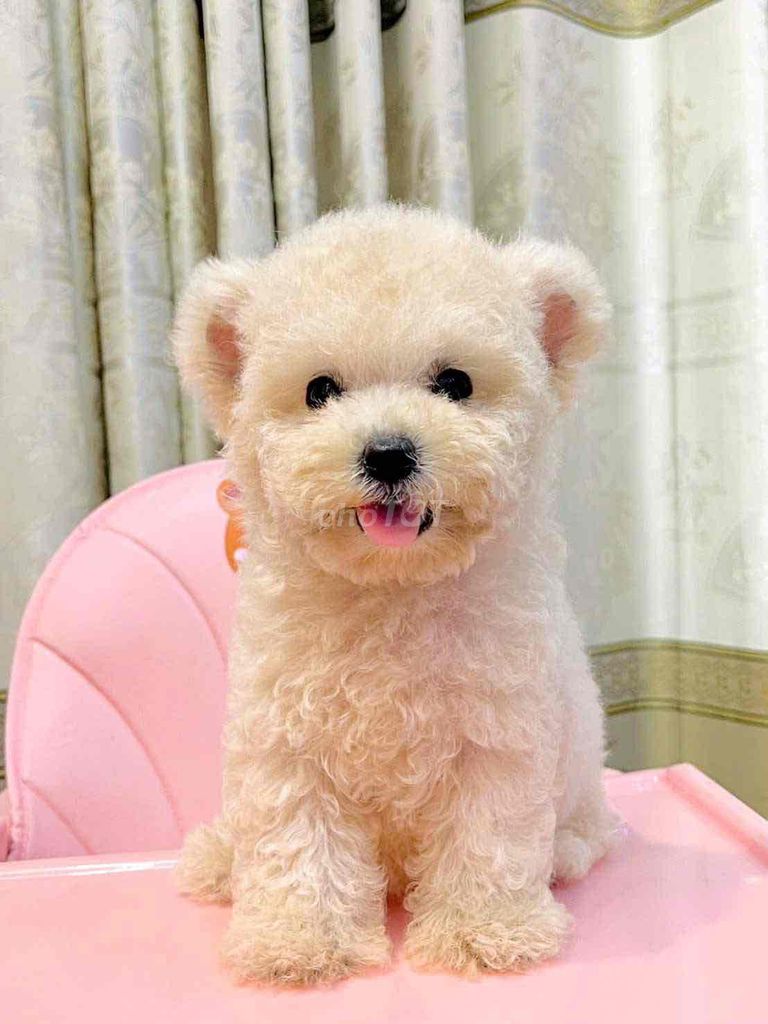 POODLE TAI GẤU - Có đáng yêu quá khum?. Mua bán Chó tại Quận 7 Tp Hồ Chí Minh được đăng bởi Lộc hình 1