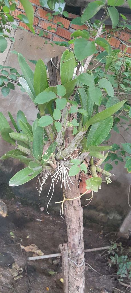 Bụi lan cù điếu. Mua bán Cây cảnh, đồ trang trí tại Thành phố Bạc Liêu Bạc Liêu được đăng bởi Tùng hình 1