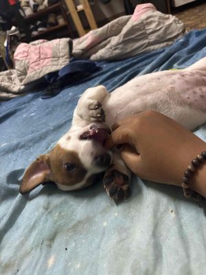Chó cỏ lai Nhật đực cái