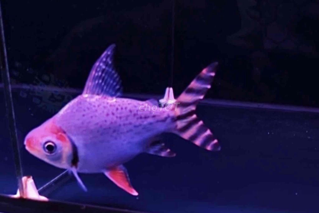 Thanh lý cá phi phụng short sọc chuẩn size 14-15cm. Mua bán Thú cưng khác tại Quận Tân Bình Tp Hồ Chí Minh được đăng bởi Duy Fish hình 1