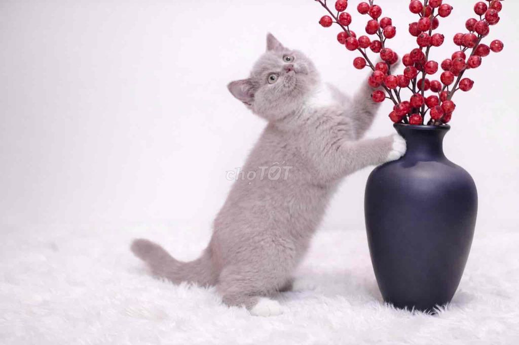🌺🌹MÈO ALN BI- LILAC (xám tím - HIẾM) THUẦN CHỦNG🌹🌺. Mua bán Mèo tại Huyện Hóc Môn Tp Hồ Chí Minh được đăng bởi SIÊU PET SG UY TÍN  hình 1