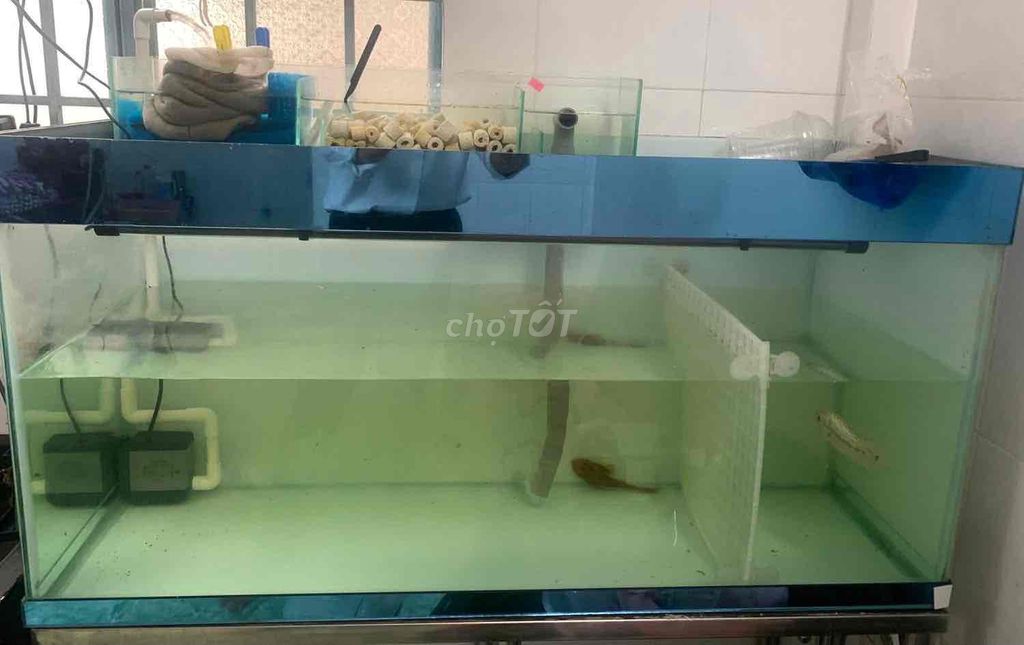 Hồ cá Kính Inox 1m 40cm 50cm 5li. Mua bán Phụ kiện, Thức ăn, Dịch vụ tại Thành phố Vĩnh Long Vĩnh Long được đăng bởi huyle hình 1