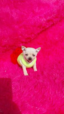Chihuahua nhà đẻ