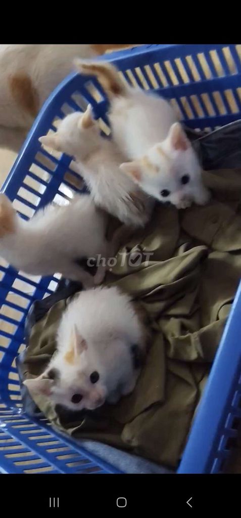 đàn mèo con xinh xắn. Mua bán Mèo tại Huyện Thanh Trì Hà Nội được đăng bởi ph hình 1