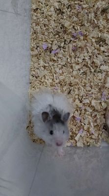 Chuột Hamster Poly đực 3 tháng kèm chuồng nhựa
