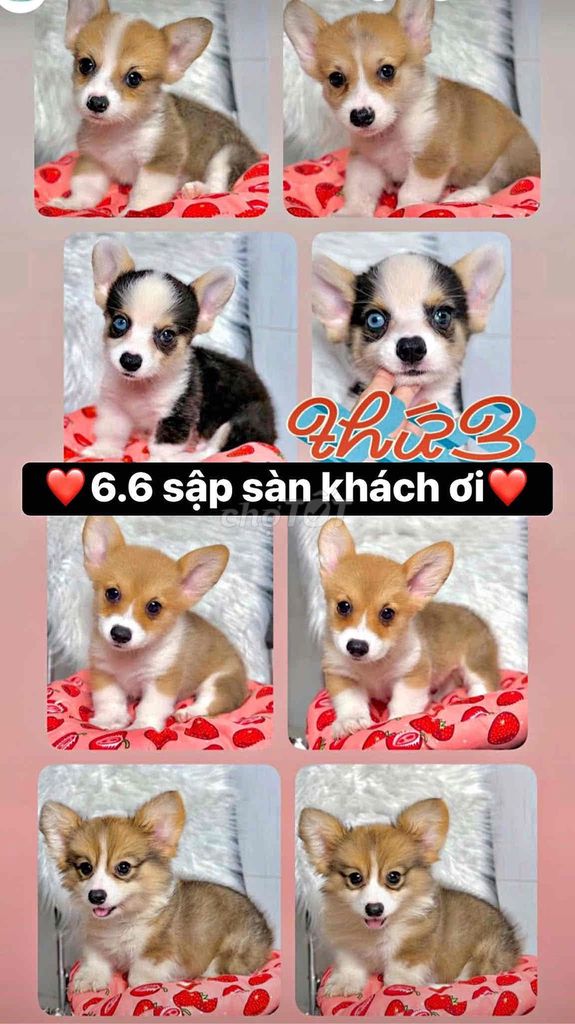 Chó Corgi thuần chủng. Mua bán Chó tại Thành phố Mỹ Tho Tiền Giang được đăng bởi Mẫnn Mẫnn hình 1