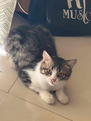 Mèo RagDoll phối màu xinh đẹp như búp bê. Mua bán Mèo tại Quận Tân Phú Tp Hồ Chí Minh được đăng bởi GIÁ RẺ UY TÍN CHẤT LƯỢNG HCM