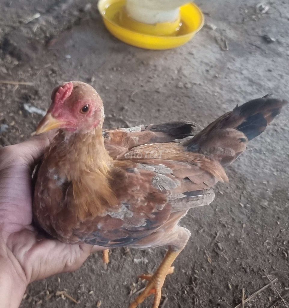 Gà tre Vàng mơ 5 tháng tuổi nuôi kiểng. Mua bán Gà tại Thành phố Biên Hòa Đồng Nai được đăng bởi duy hình 1