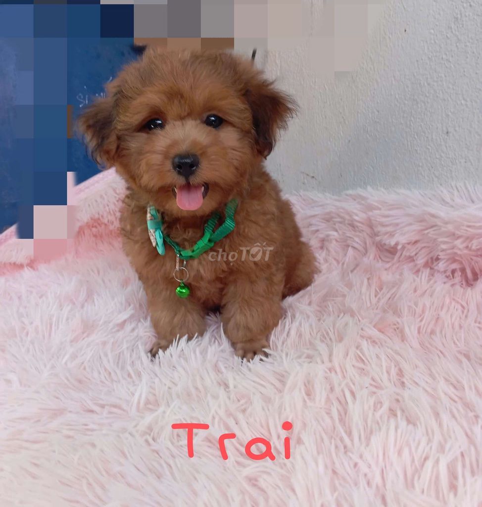 Poodle lai. Mua bán Chó tại Thành phố Dĩ An Bình Dương được đăng bởi Gem hình 1