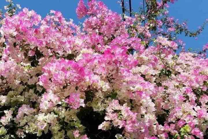 phớt hồng Sakura cây Zin