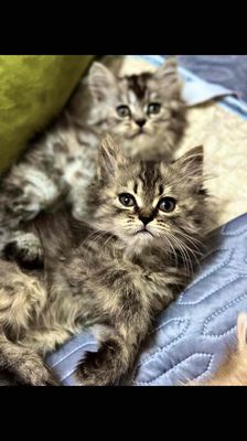 2 bé mèo ald thuần chủng
