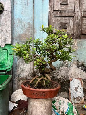 lộc cây bonsai tán bệ phun tàn phon tán lá mượt