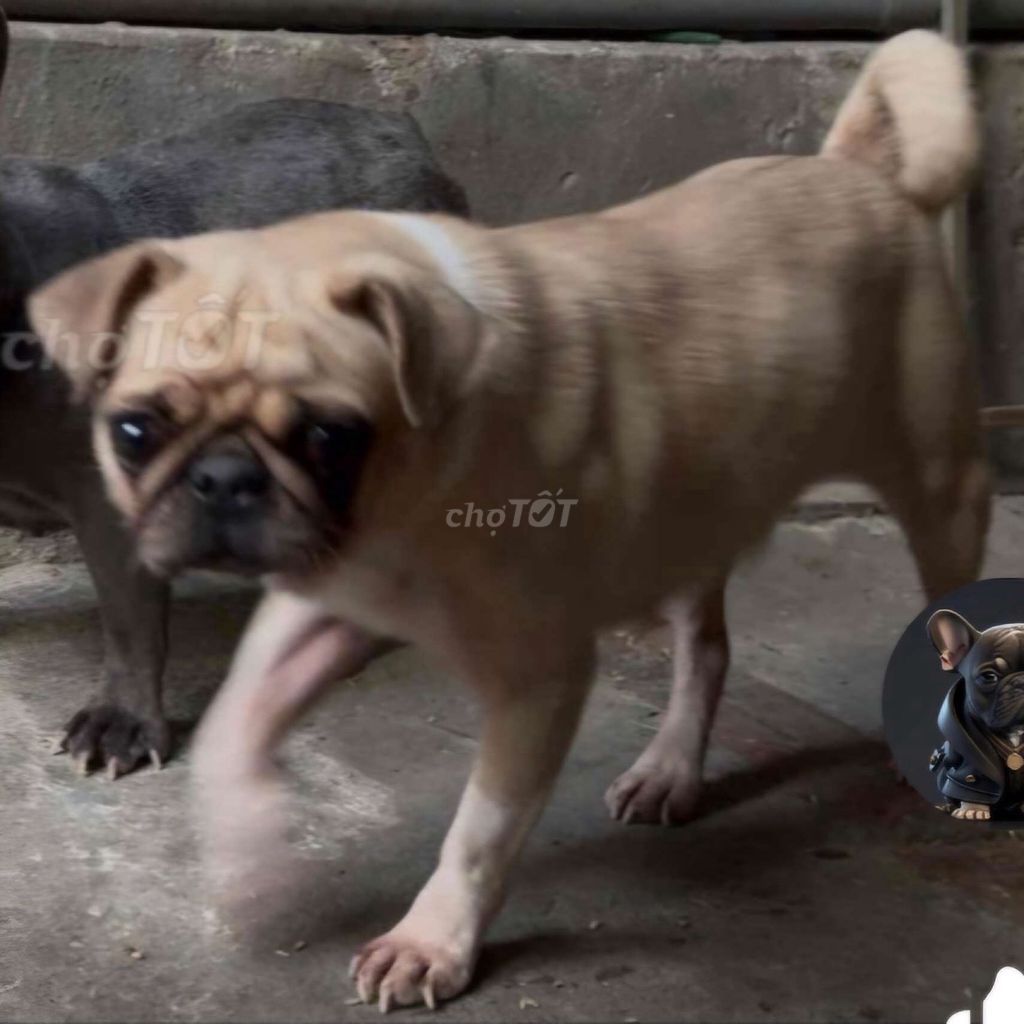 Phuộc xe ôtô seana nhập mỹ. Mua bán Phụ tùng xe tại Quận Bình Thuỷ Cần Thơ được đăng bởi Quang Trung  hình 3