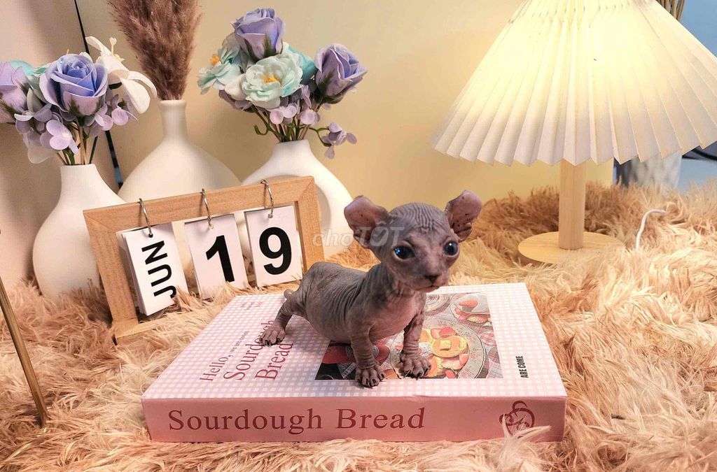 Mèo Sphynx Blue Cả hai. Mua bán Mèo tại Huyện Tây Sơn Bình Định được đăng bởi Đình Toàn hình 1
