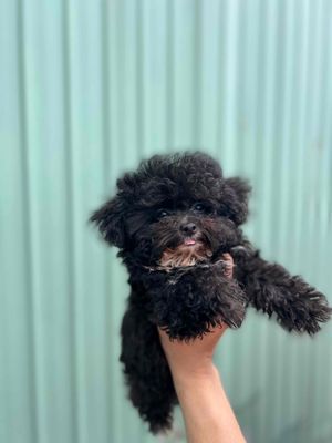 poodle tinicup xám trắng