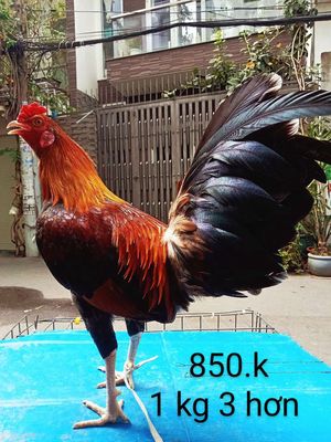 1 kg 3 hơn nha ae tơ zin. Mua bán Gà tại Quận Gò Vấp Tp Hồ Chí Minh được đăng bởi nam gà tre 