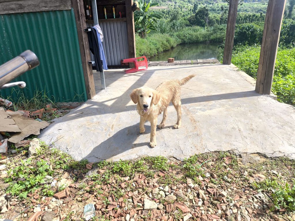 Chó Golden Retriever đực 5 tháng vàng kem. Mua bán Chó tại Huyện Đắk Mil Đắk Nông được đăng bởi sáu hoàng hình 1