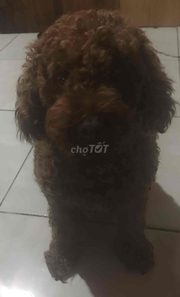 bé poodle cái chưa phối giống