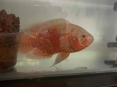 ta tượng chau phi size 3ngón. Mua bán Thú cưng khác tại Huyện Châu Thành A Hậu Giang được đăng bởi Bảo