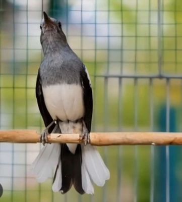 Tìm Chòe Than Mái. Mua bán Chim tại Thị xã Tân Uyên Bình Dương được đăng bởi TônTK