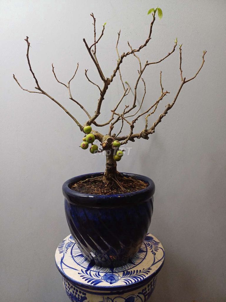 Sung nếp bonsai để bàn, kiểu dáng Tuần lộc đẹp. Mua bán Cây cảnh, đồ trang trí tại Quận Tân Bình Tp Hồ Chí Minh được đăng bởi Bonsai và Chậu xưa hình 1