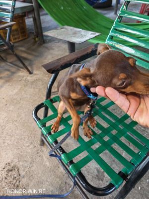 Chó Phốc Hưu Cái Nâu 1 tuổi
