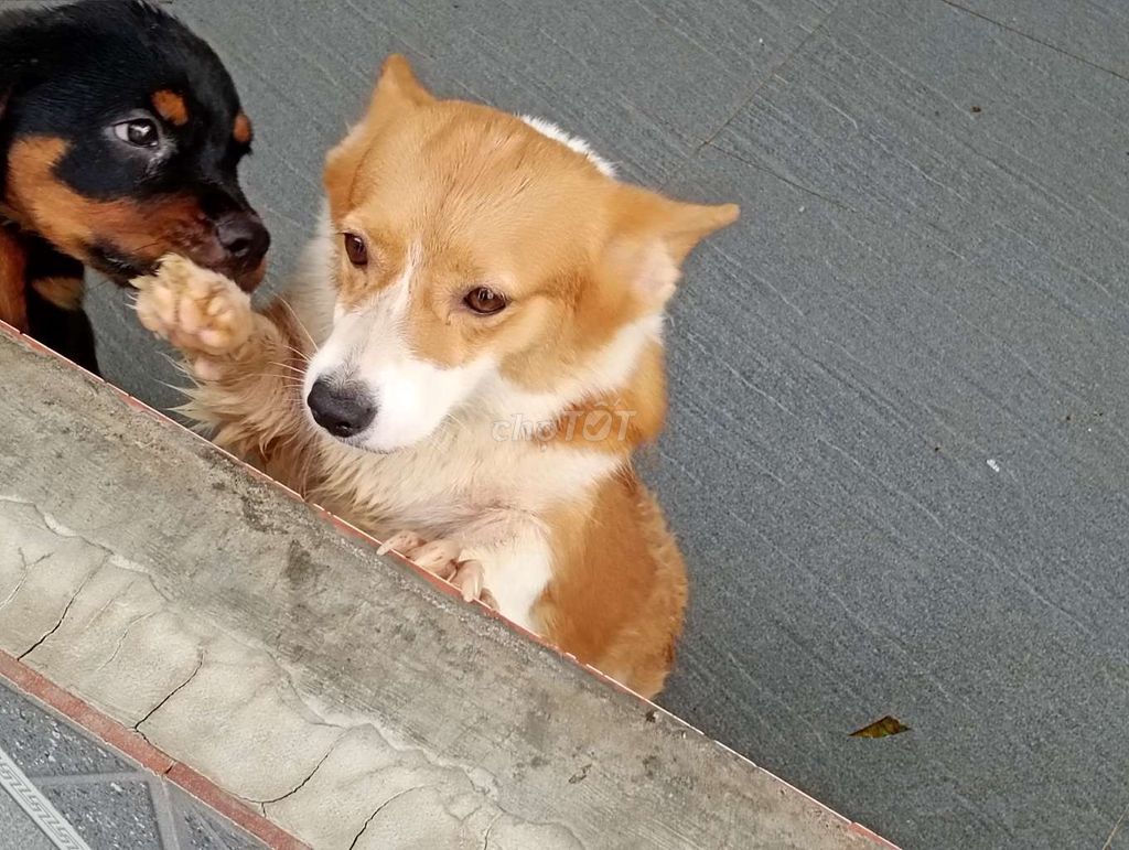 Chó Corgi cái trưởng thành. Mua bán Chó tại Thành phố Rạch Giá Kiên Giang được đăng bởi Nhân Rottweiler  hình 1