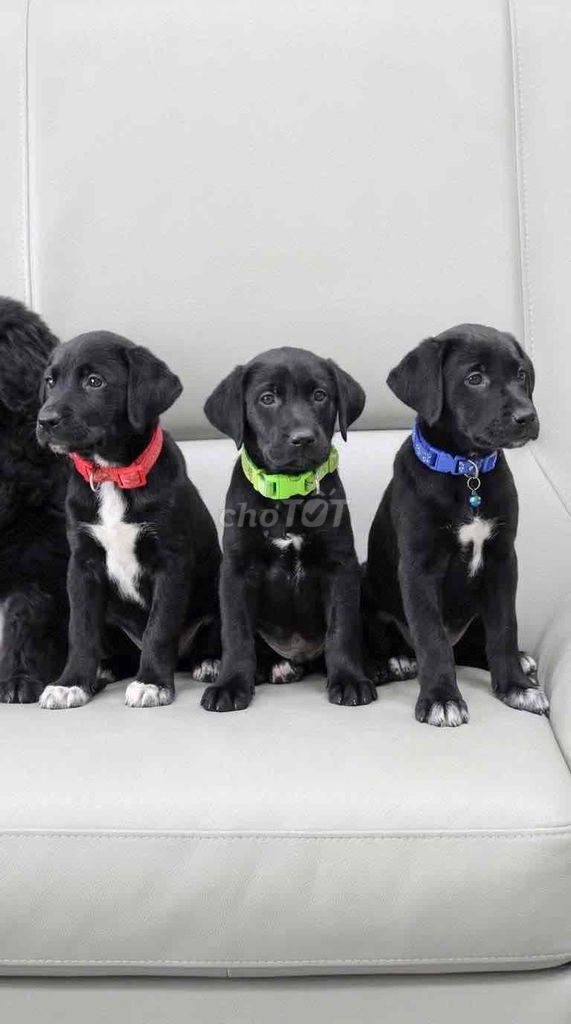Chó Lab to con. Mua bán Chó tại Thành phố Thủ Đức Tp Hồ Chí Minh được đăng bởi Phạm trung hình 1