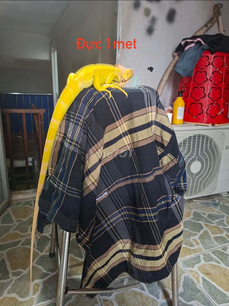Cần thanh lý vài bé rồng. Mua bán Thú cưng khác tại Quận 8 Tp Hồ Chí Minh được đăng bởi luân Nguyễn hình 1