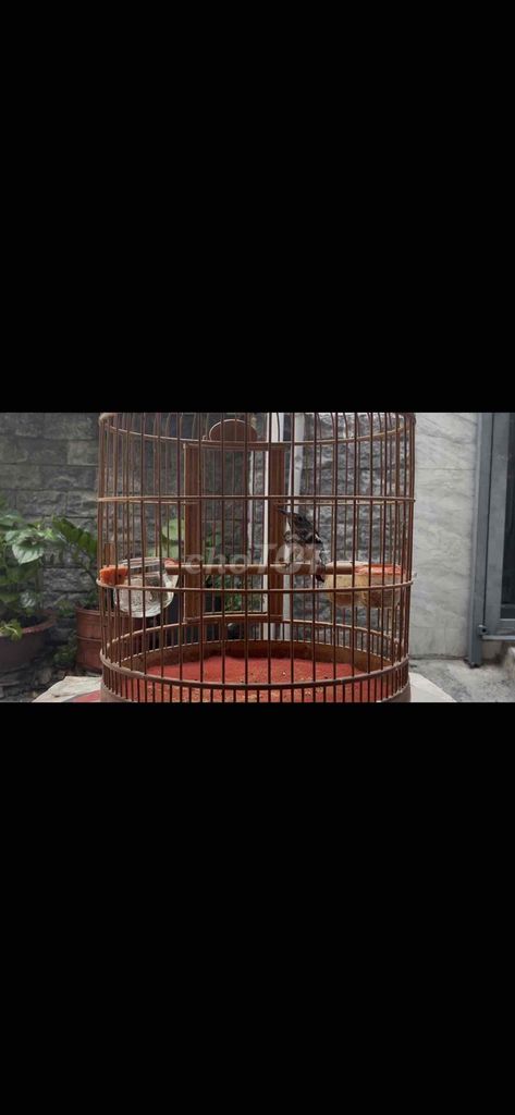Chim Choè than Đắk Lắk trống đuôi dài. Mua bán Chim tại Quận Gò Vấp Tp Hồ Chí Minh được đăng bởi Ngô Huy hình 1