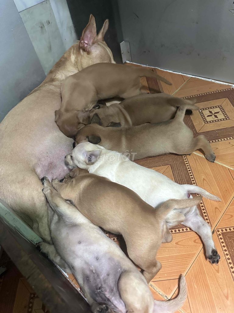 Mình còn 3 bé tròn tháng cần rã đàn. Mua bán Chó tại Quận 3 Tp Hồ Chí Minh được đăng bởi Kỳ Kỳ hình 4