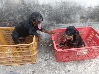 Rottweler cái khủng